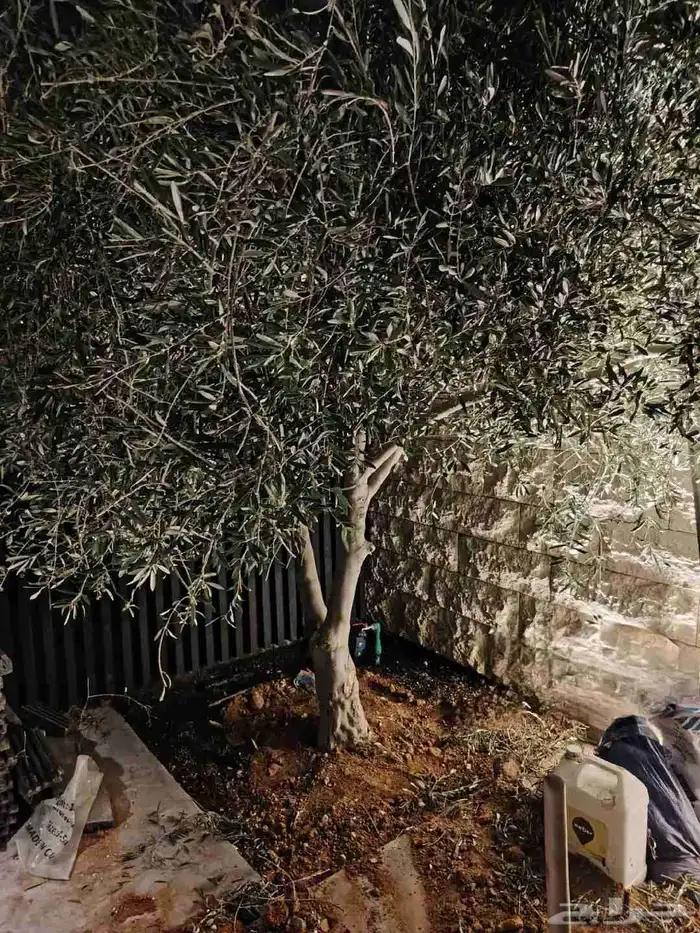 شجر زيتون جميع المقاسات 7