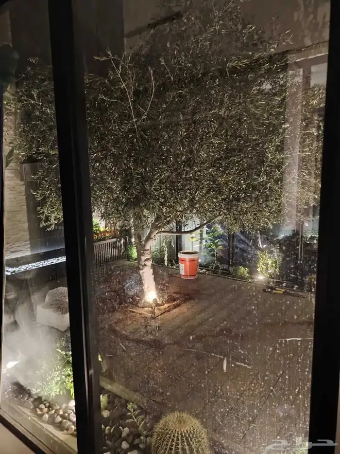 شجر زيتون جميع المقاسات 8