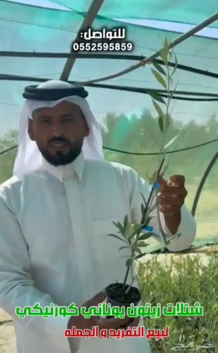 شتلات زيتون مثمره كميات كبيرة 2