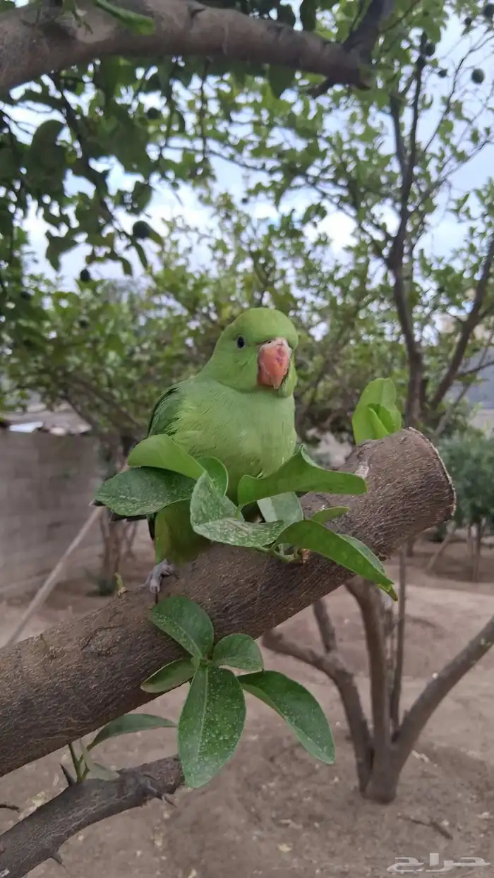 ببغاء دره نهايه غر 0