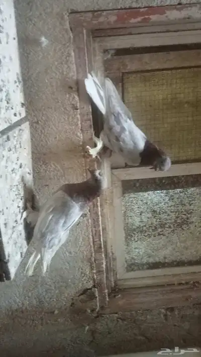 للبيع زوج تركي وانثى 21
