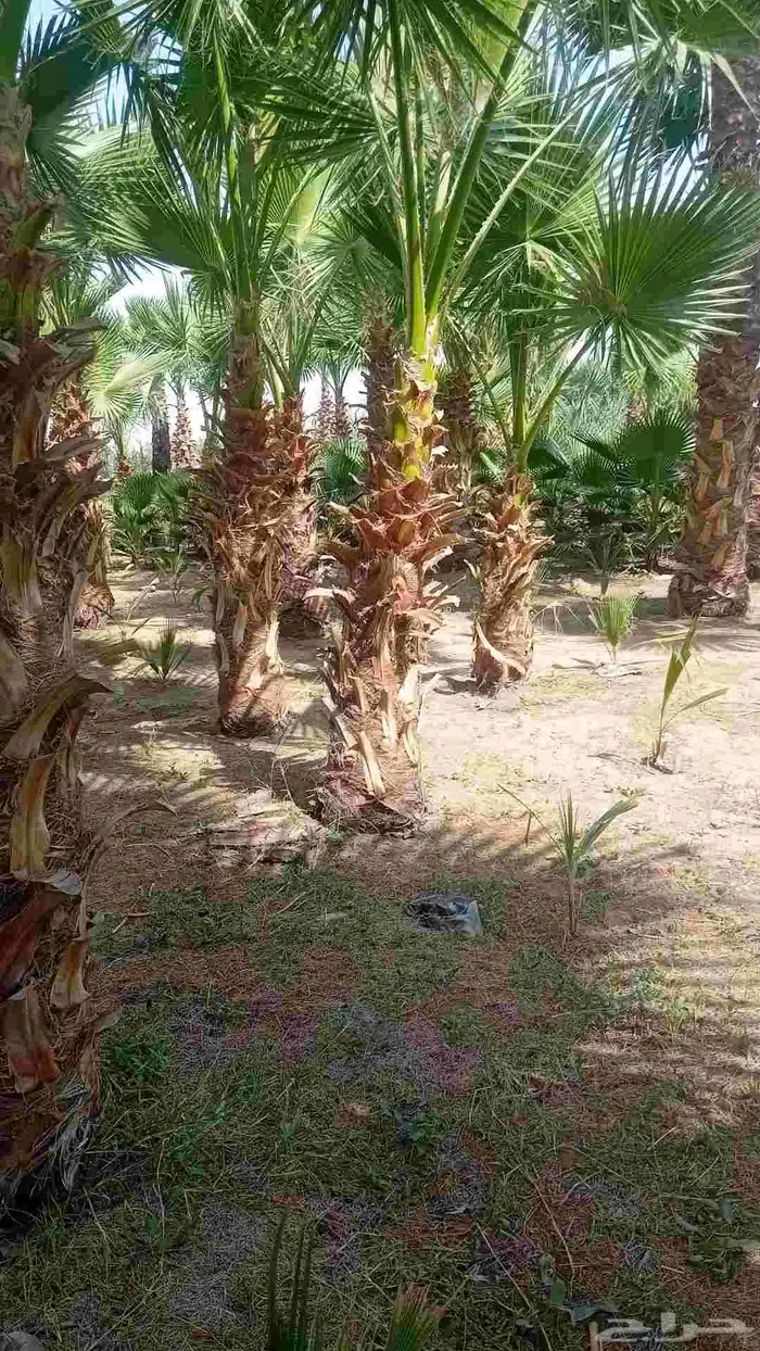 نخل واشنطنيا زينه 0