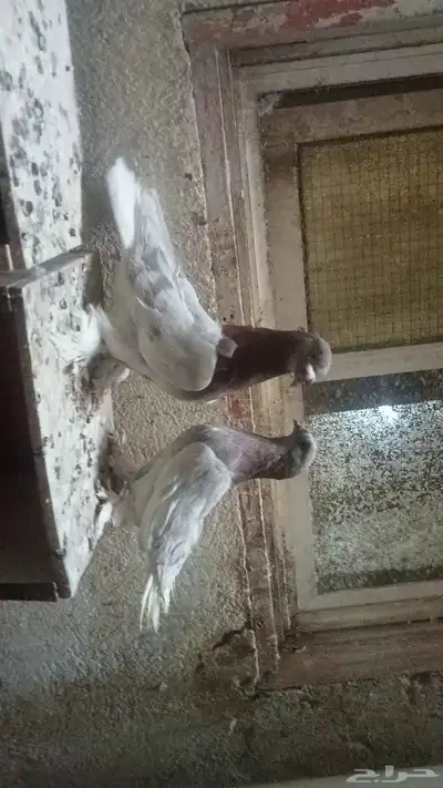 للبيع زوج تركي وانثى 23