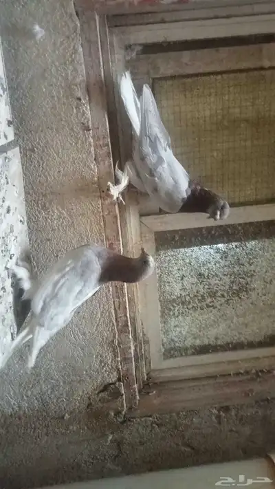 للبيع زوج تركي وانثى 22