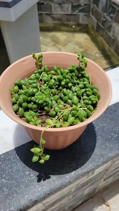 نباتات 4