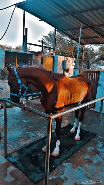 فرس واهو للبيع معسوفاه 0