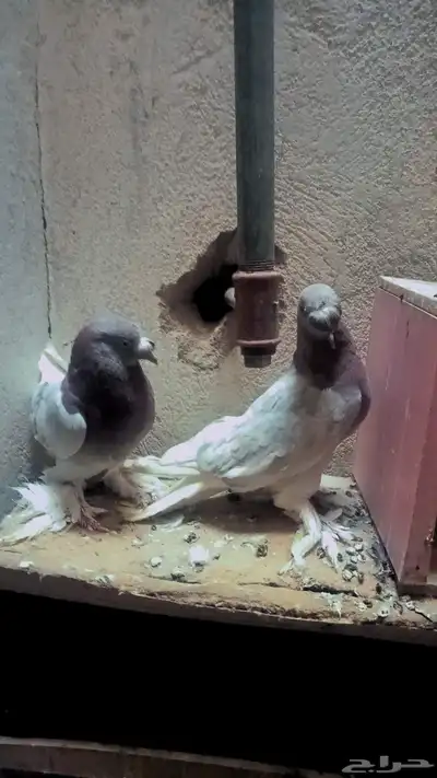 للبيع زوج تركي وانثى 24