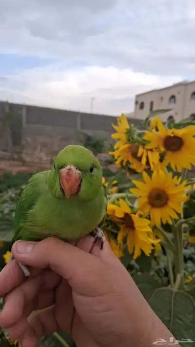 ببغاء دره نهايه غر 1