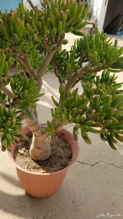 نباتات 7