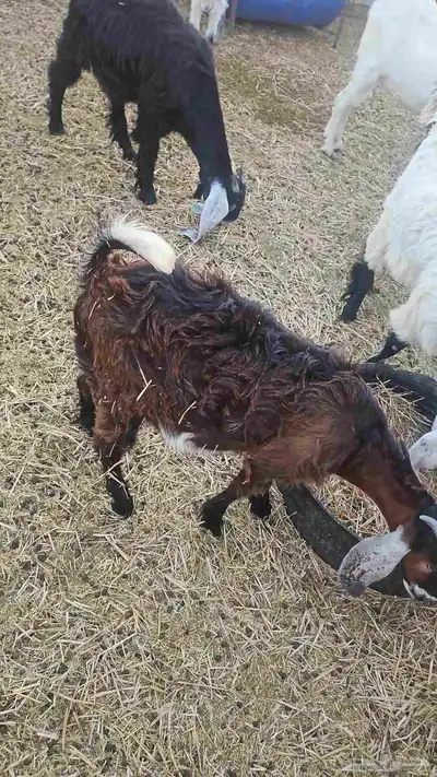 تيس وجفره 2