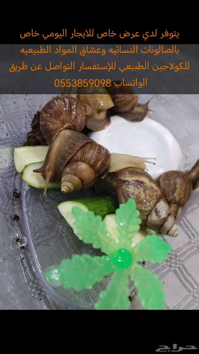 حلزون أفريقي بالغ للإيجار خاص بالصالونات النسائيه 0