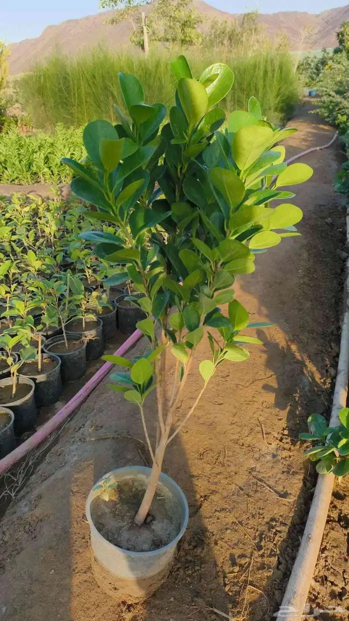 مزرعة الياسمين 5