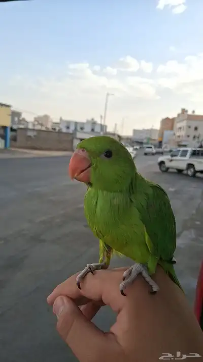 ببغاء دره نهايه غر 7