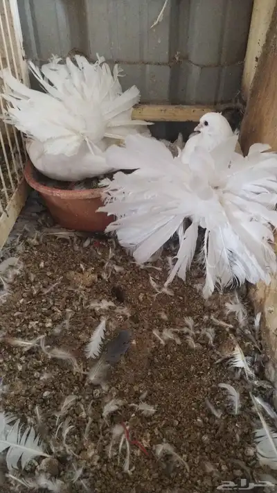 حمام رقاص هولندي أبيض للبيع 1