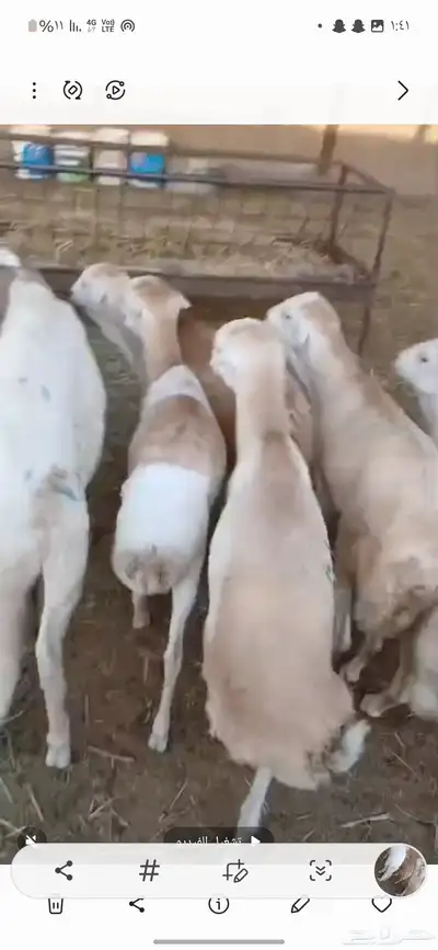 السلام عليكم للبيع رفيديات 0