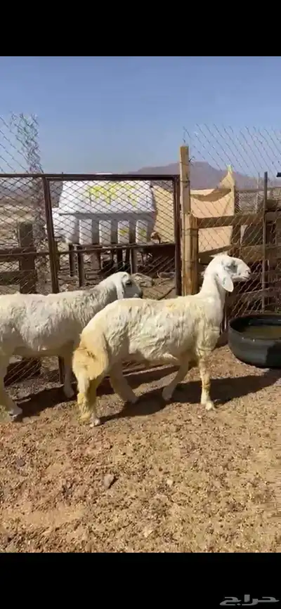 خرفان حري صنف مشاريع فحول للبيع العداد2العمر 6شهور 5