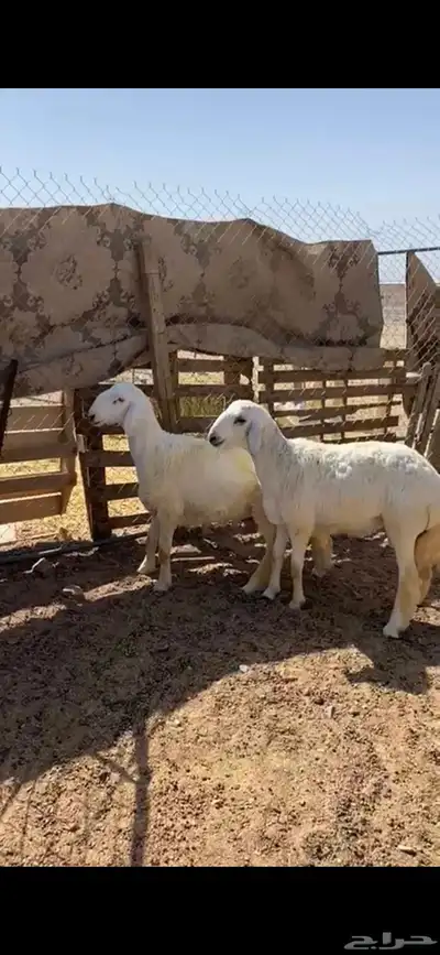 خرفان حري صنف مشاريع فحول للبيع العداد2العمر 6شهور 0