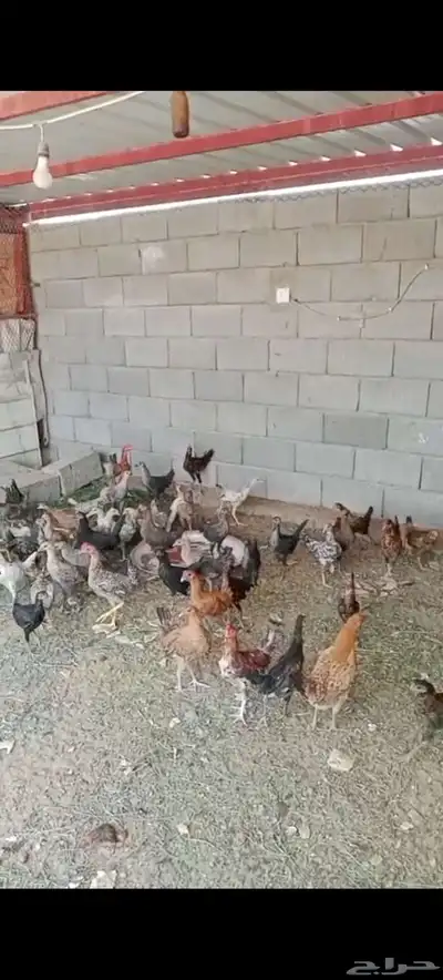 بط  دجاج بلدي  حمام فرنسي 1