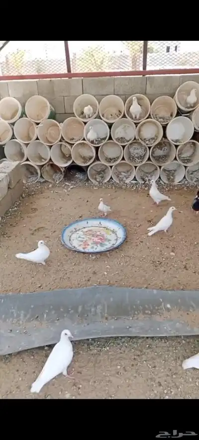 بط  دجاج بلدي  حمام فرنسي 0