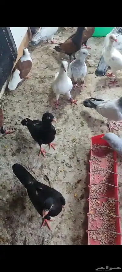حمام شامي مشامشه وقرنفلي 0