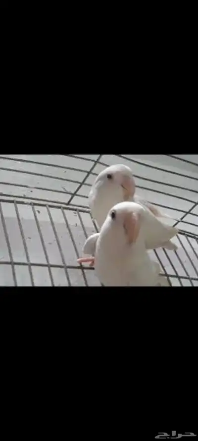 للبيع روز البينو 1