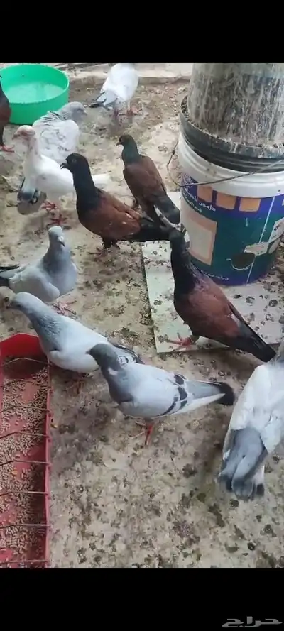 حمام شامي مشامشه وقرنفلي 6