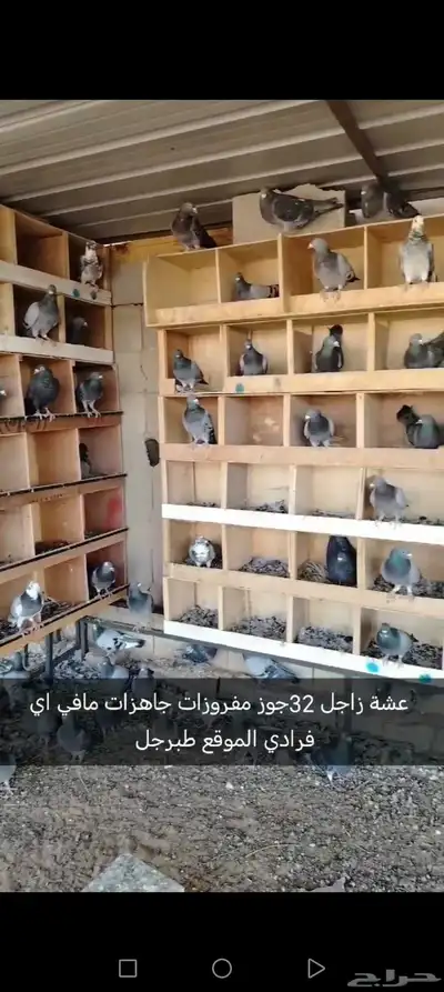 حمام زاجل 0