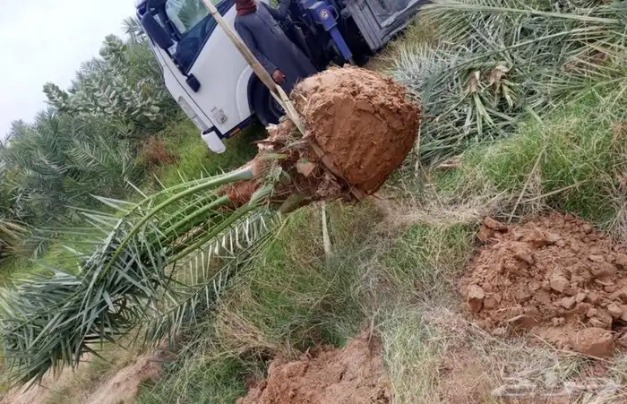 نخل برني عجوه منيفي صقعي نخيل شيشي روثانا خضري غر واشنطني 1