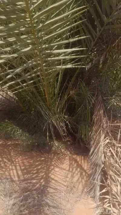 نقايل للبيع بجميع انواعها 1
