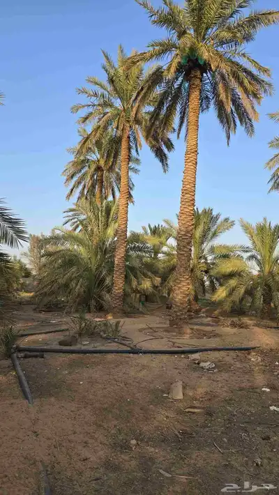 ثمرة نخيل سكري العدد 80 نخلة 3