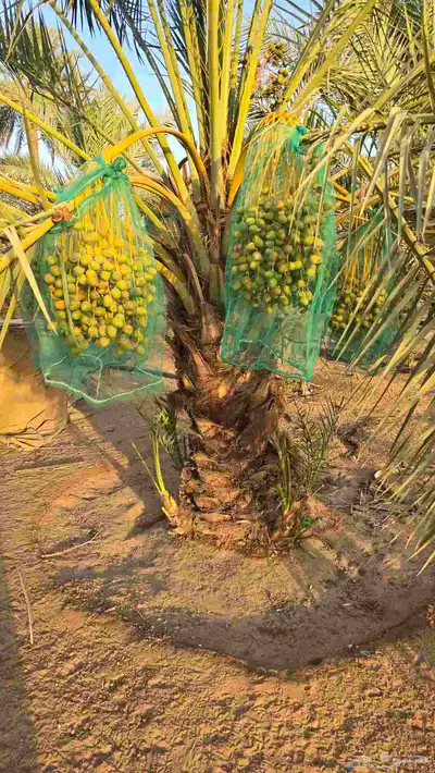 ثمرة نخيل سكري العدد 80 نخلة 5