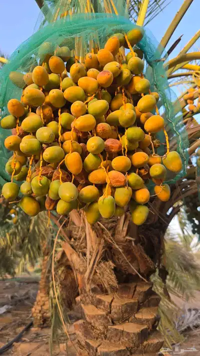 ثمرة نخيل سكري العدد 80 نخلة 0