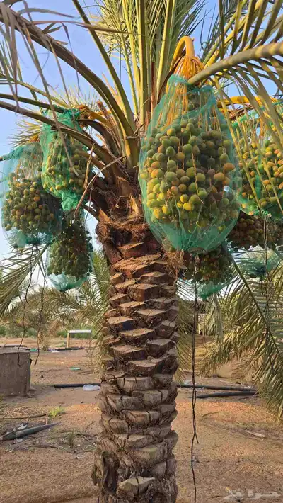 ثمرة نخيل سكري العدد 80 نخلة 4