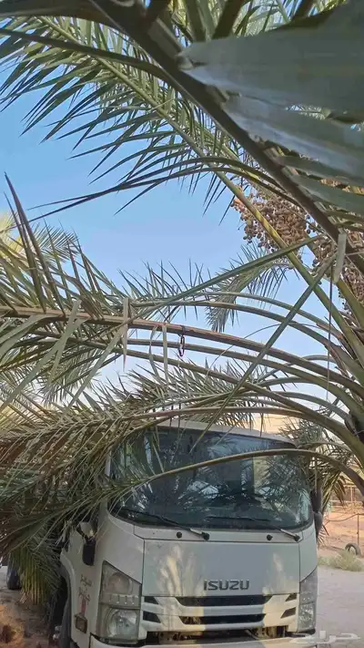 غمارة دينا تشليح 0
