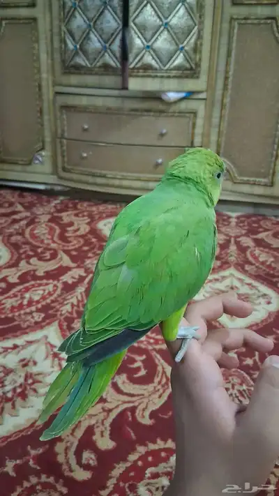 ببغاء دره نهايه غر 2