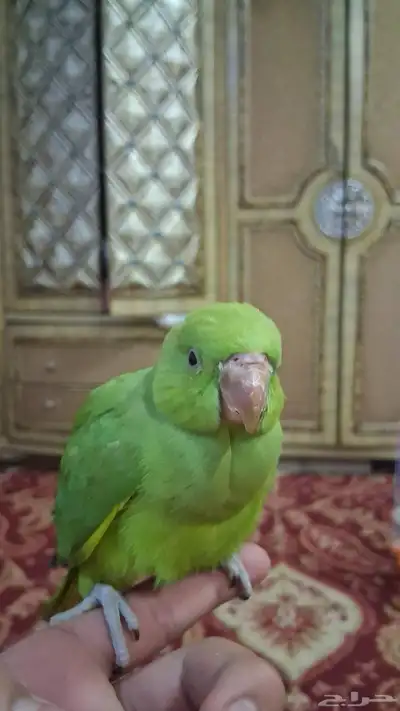 ببغاء دره نهايه غر 3