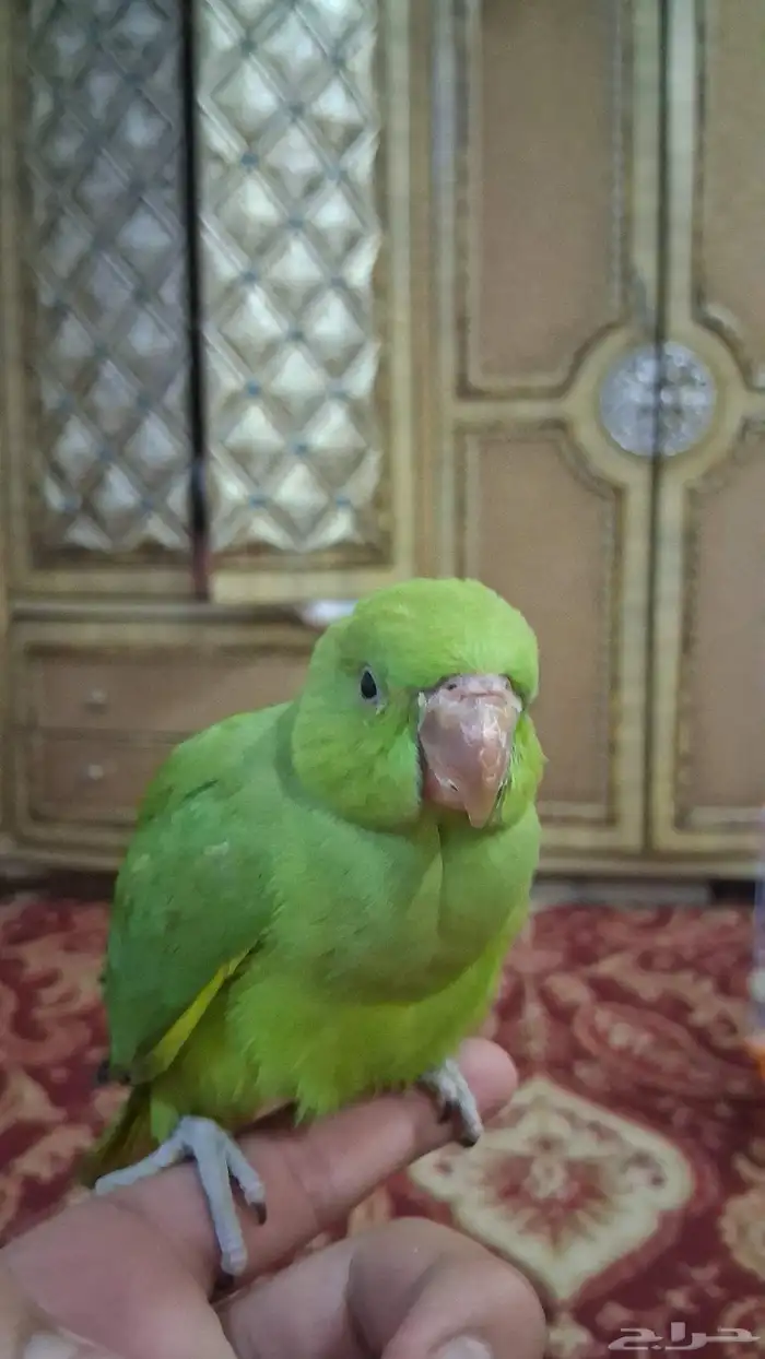 ببغاء دره نهايه غر 3
