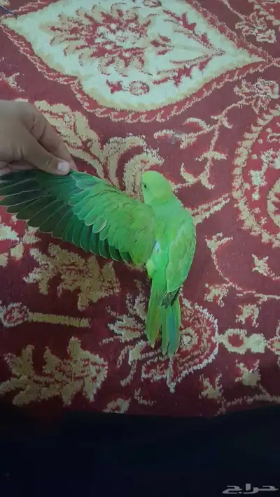 ببغاء دره نهايه غر 4
