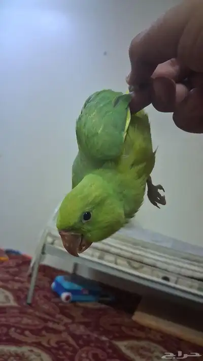 ببغاء دره نهايه غر 5