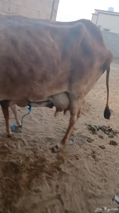 بقرة بلدية خلفة 0