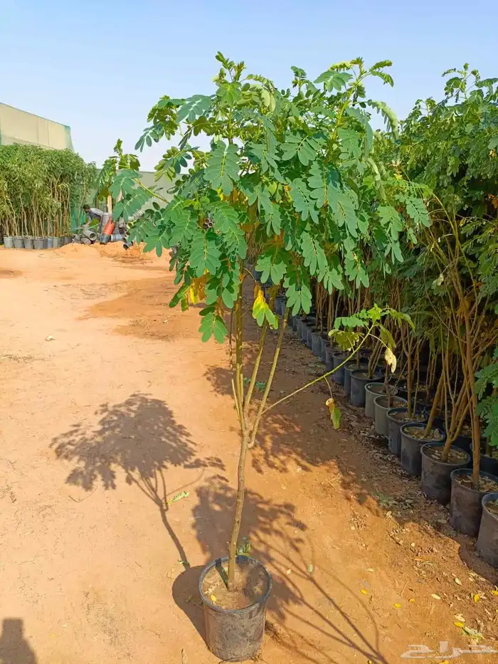 تنسيق حدائق 4