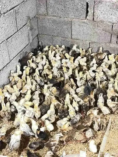 1000 صوص بلدي 4