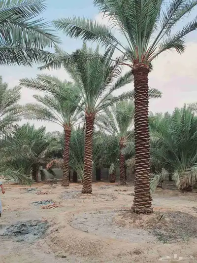 توريد نخل فسايل جثايث نقايل صقعي مجدول سكري 6