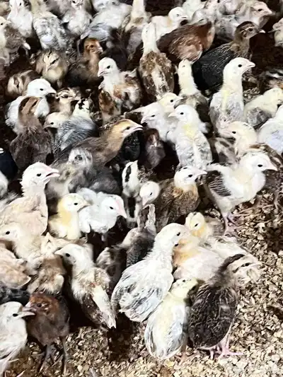 1000 صوص بلدي 0