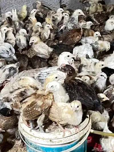 1000 صوص بلدي 2
