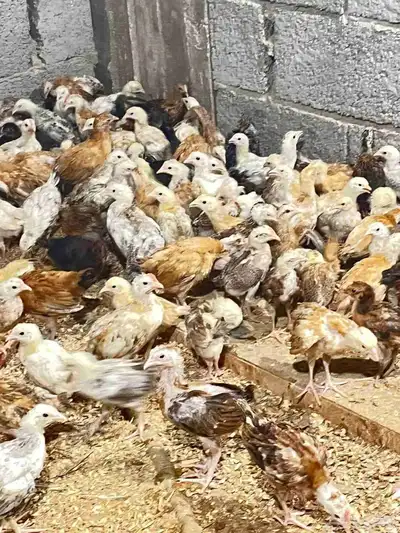 1000 صوص بلدي 3
