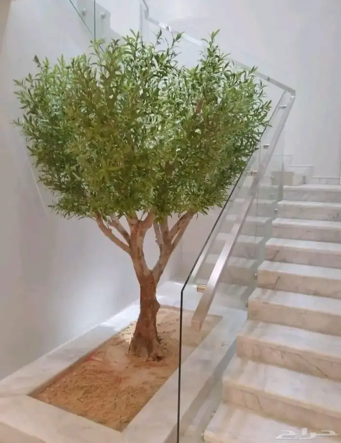 شجر زيتون جميع المقاسات 4