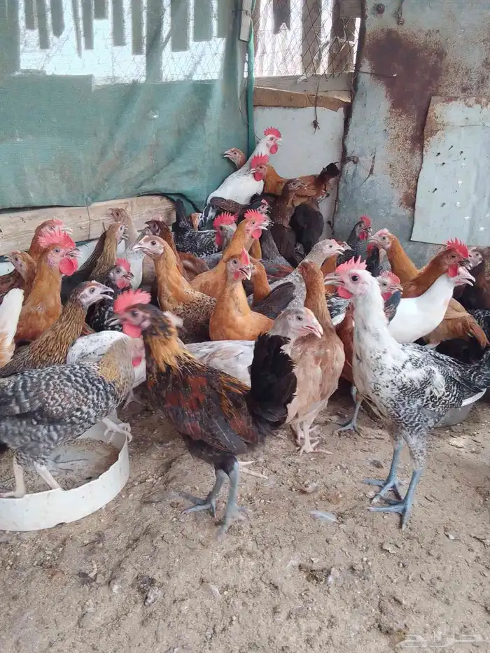 دجاج بلدي للبيع المجاردة 7