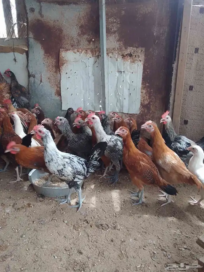 دجاج بلدي للبيع المجاردة 0