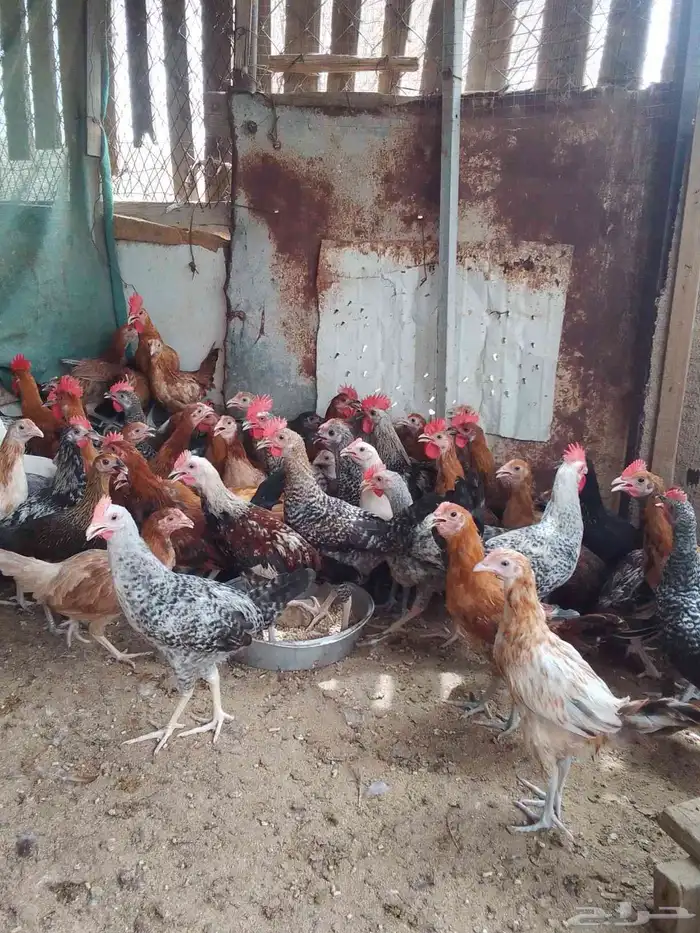 دجاج بلدي للبيع المجاردة 5